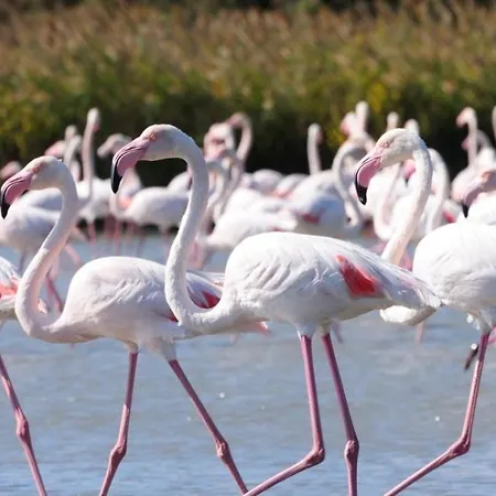 Il Nido Гостевой дом Муравьера